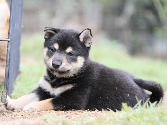 2028-IMG_3770-shibainu 2028-IMG_3770-shibainu
