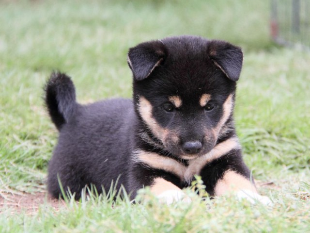 2029-IMG_3787-shibainu 2029-IMG_3787-shibainu