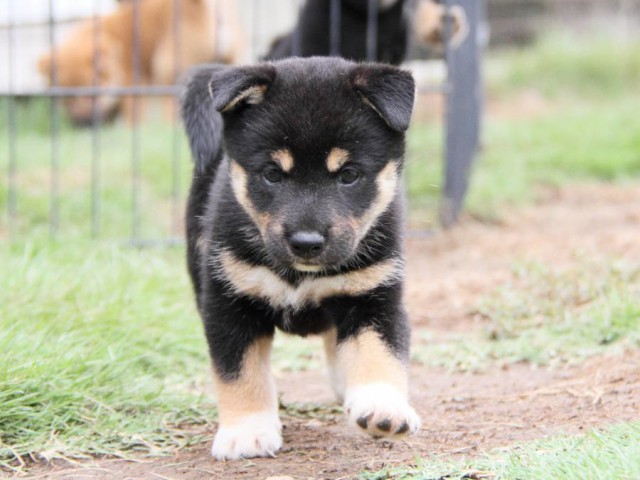 2029-IMG_3819-shibainu 2029-IMG_3819-shibainu