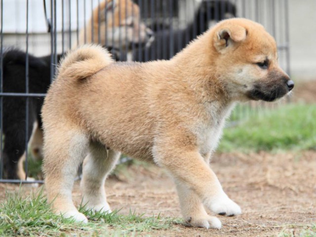 2030-IMG_3837-shibainu 2030-IMG_3837-shibainu