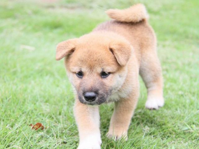 2030-IMG_3855-shibainu 2030-IMG_3855-shibainu