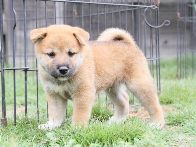 2030-IMG_3857-shibainu 2030-IMG_3857-shibainu