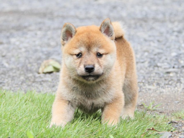 2031IMG_3873-shibainu 2031IMG_3873-shibainu