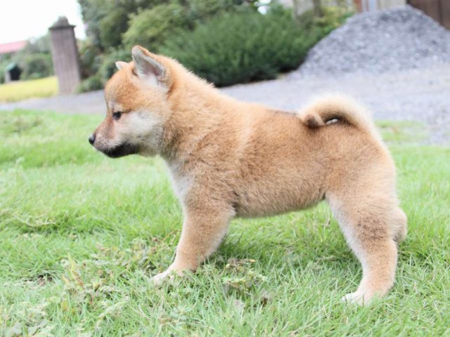 2031IMG_3888-shibainu 2031IMG_3888-shibainu