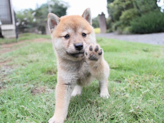 2031IMG_3898-shibainu 2031IMG_3898-shibainu