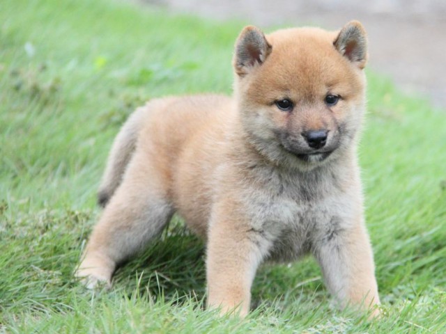 2032-IMG_3908-shibainu 2032-IMG_3908-shibainu