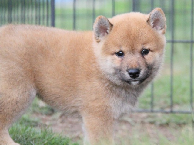2032-IMG_3918-shibainu 2032-IMG_3918-shibainu