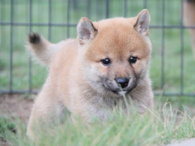 2032-IMG_3920-shibainu 2032-IMG_3920-shibainu