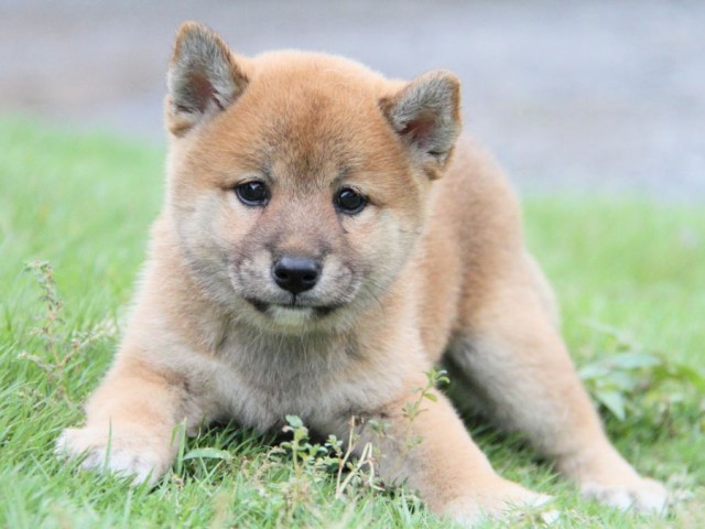 2033-IMG_3928-shibainu 2033-IMG_3928-shibainu
