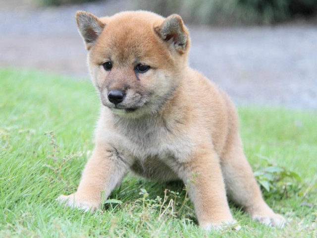 2033-IMG_3937-shibainu 2033-IMG_3937-shibainu