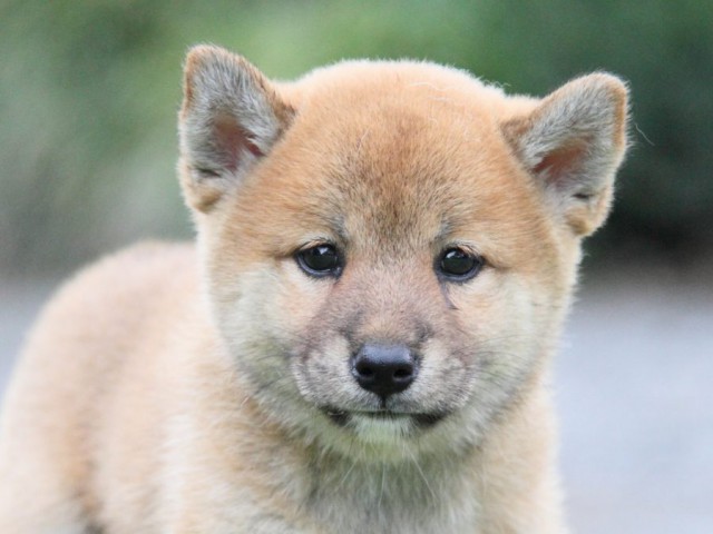 2033-IMG_3946-shibainu 2033-IMG_3946-shibainu