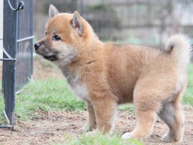 2034-IMG_3953-shibainu 2034-IMG_3953-shibainu