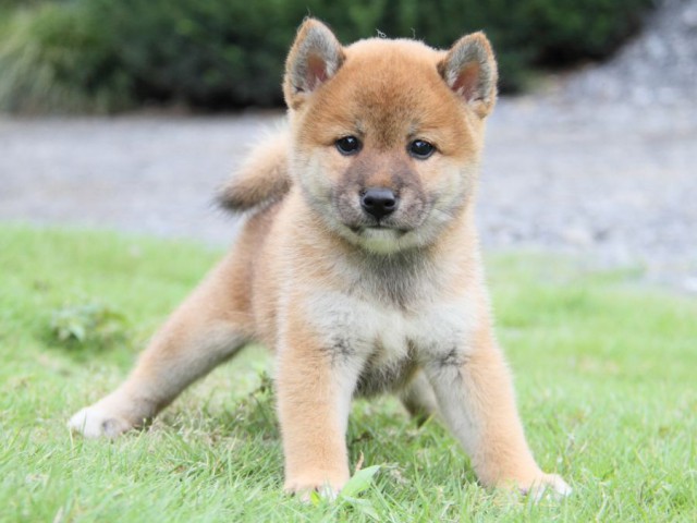 2034-IMG_3957-shibainu 2034-IMG_3957-shibainu