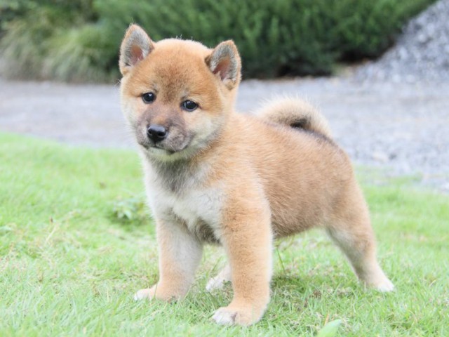 2034-IMG_3966-shibainu 2034-IMG_3966-shibainu