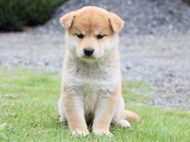 2035-IMG_3997-shibainu 2035-IMG_3997-shibainu