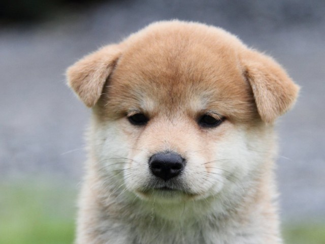 2035-IMG_3999-shibainu 2035-IMG_3999-shibainu