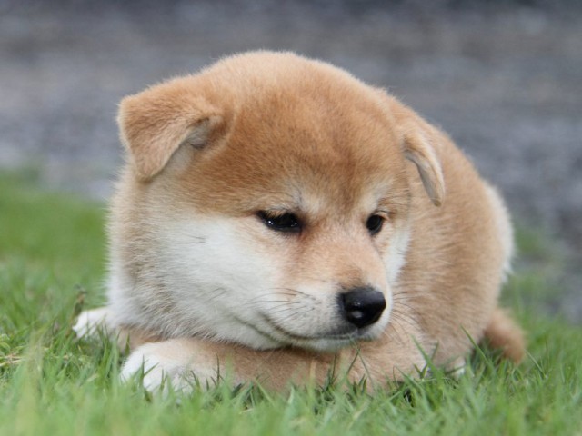 2035-IMG_4001-shibainu 2035-IMG_4001-shibainu
