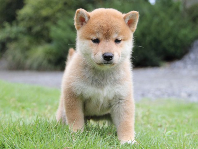 2036-IMG_4009-shibainu 2036-IMG_4009-shibainu