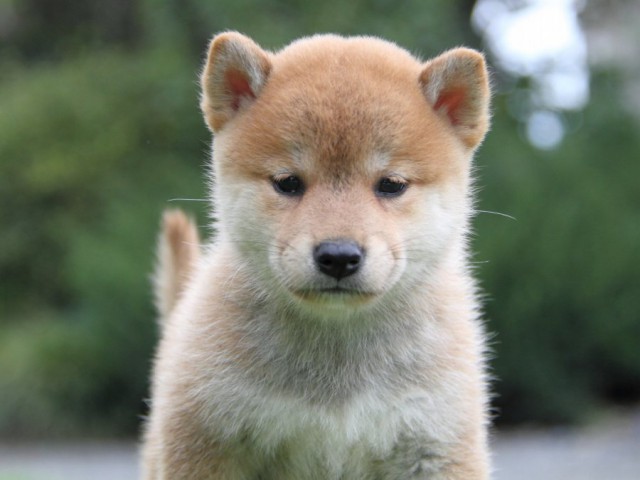 2036-IMG_4011-shibainu 2036-IMG_4011-shibainu