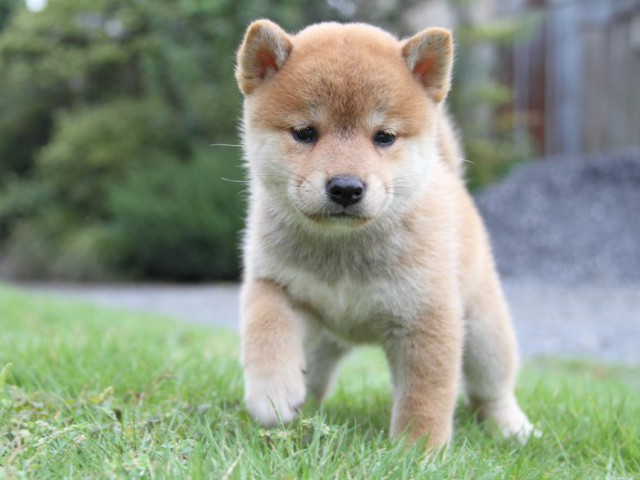 2036-IMG_4013-shibainu 2036-IMG_4013-shibainu