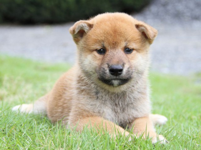2037-IMG_4024-shibainu 2037-IMG_4024-shibainu