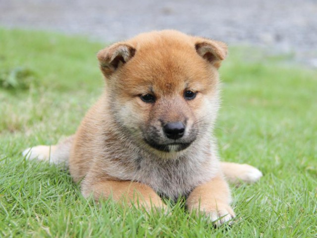 2037-IMG_4028-shibainu 2037-IMG_4028-shibainu