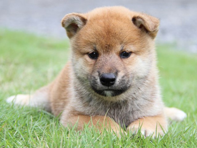 2037-IMG_4030-shibainu 2037-IMG_4030-shibainu