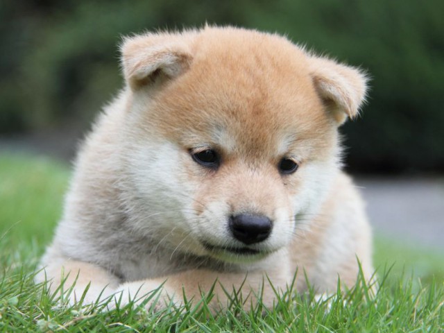 2038-IMG_4036-shibainu 2038-IMG_4036-shibainu