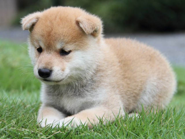 2038-IMG_4038-shibainu 2038-IMG_4038-shibainu