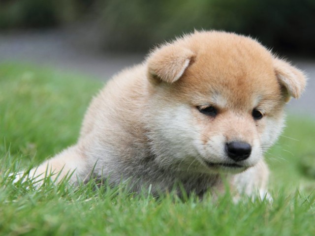 2038-IMG_4047-shibainu 2038-IMG_4047-shibainu