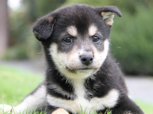 2039-IMG_4058-shibainu 2039-IMG_4058-shibainu