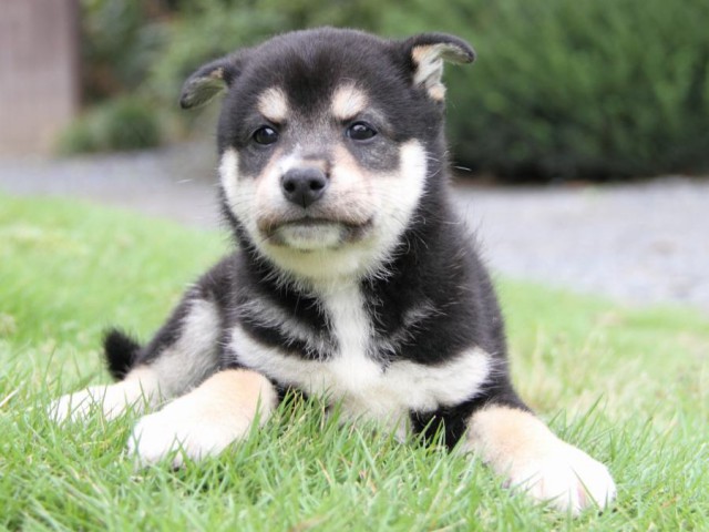 2039-IMG_4062-shibainu 2039-IMG_4062-shibainu