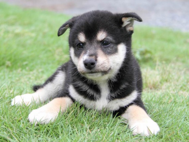 2039-IMG_4063-shibainu 2039-IMG_4063-shibainu