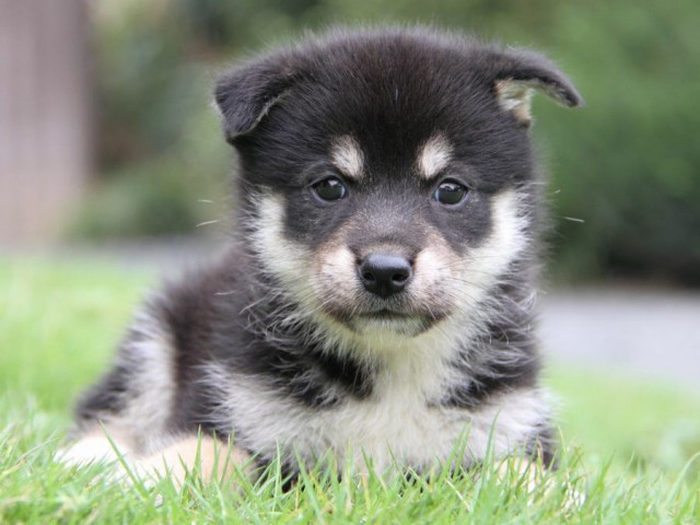 2040-IMG_4067-shibainu 2040-IMG_4067-shibainu