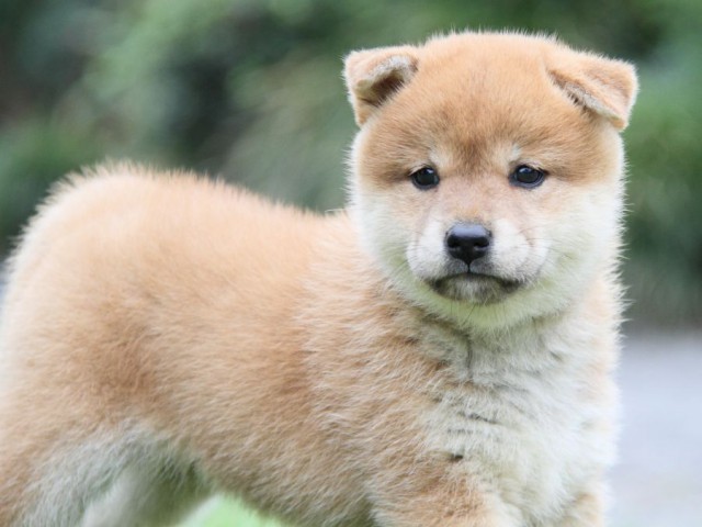 2041-IMG_4095-shibainu 2041-IMG_4095-shibainu
