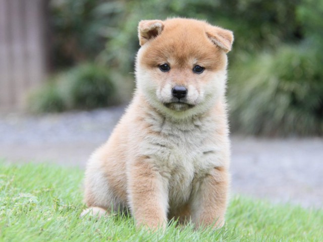 2041-IMG_4101-shibainu 2041-IMG_4101-shibainu