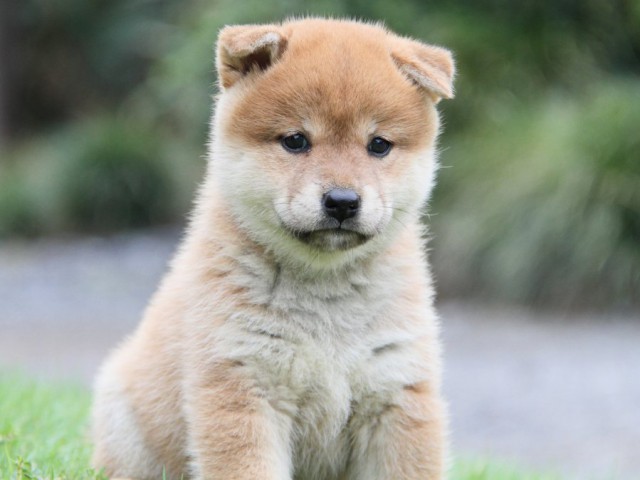 2041-IMG_4105-shibainu 2041-IMG_4105-shibainu