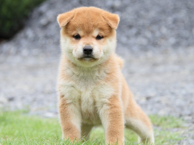 2042-IMG_4118-shibainu 2042-IMG_4118-shibainu