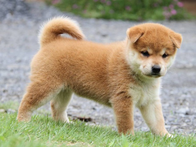 2042-IMG_4144-shibainu 2042-IMG_4144-shibainu