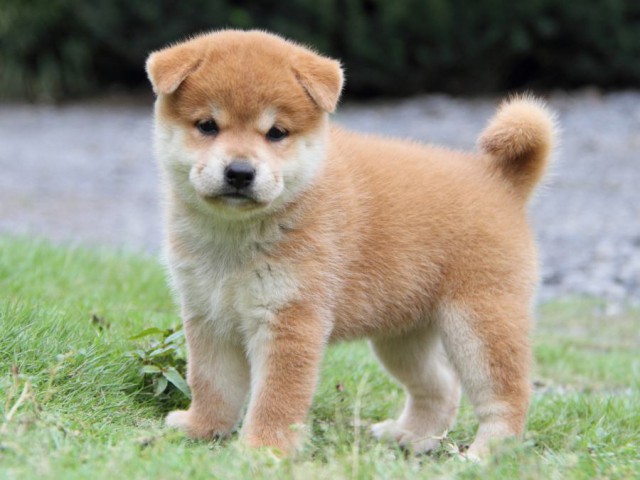 2042-IMG_4147-shibainu 2042-IMG_4147-shibainu