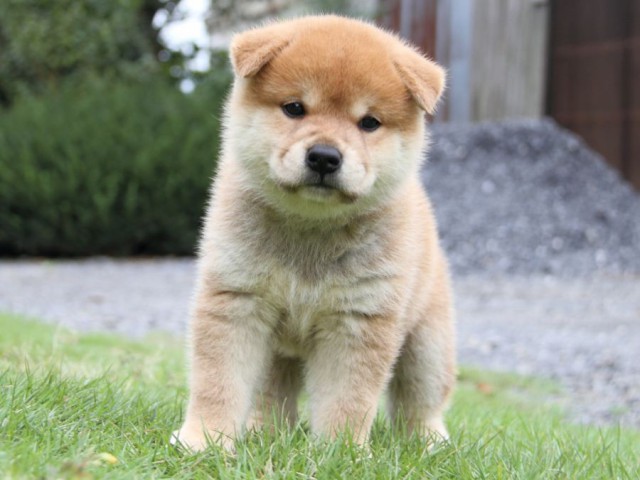 2043-IMG_4156-shibainu 2043-IMG_4156-shibainu