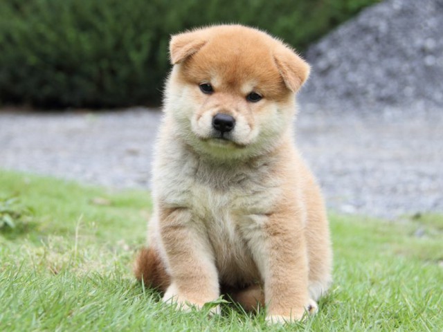 2043-IMG_4163-shibainu 2043-IMG_4163-shibainu