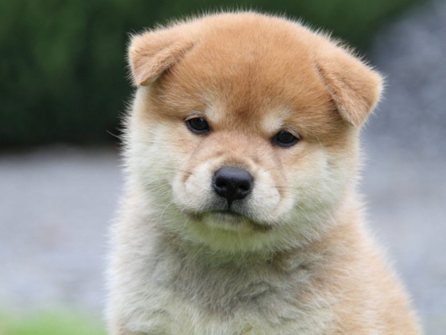 2043-IMG_4164-shibainu 2043-IMG_4164-shibainu