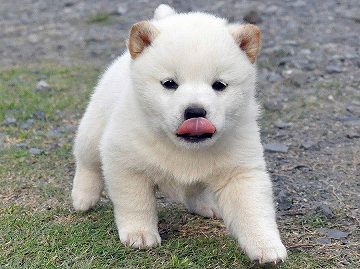 368SHIBA 368SHIBA