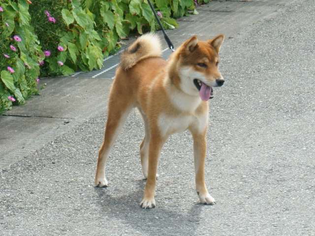 DSC00824-shiba-puppy DSC00824-shiba-puppy