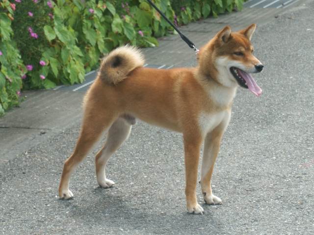 DSC00842-shiba-puppy DSC00842-shiba-puppy