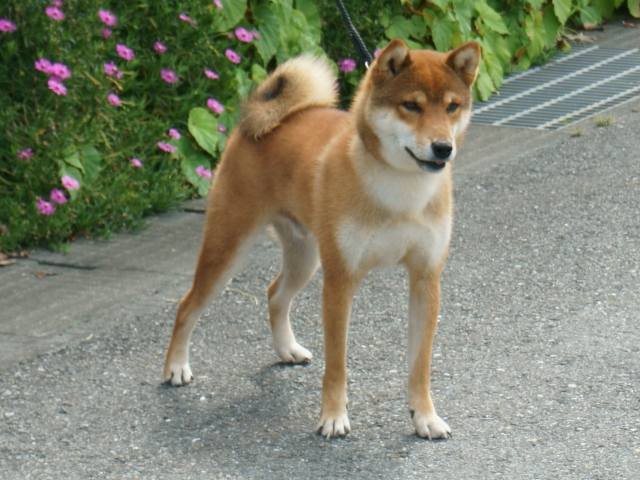 DSC00855-shiba-puppy DSC00855-shiba-puppy