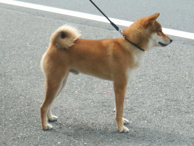 DSC00879-shiba-puppy DSC00879-shiba-puppy