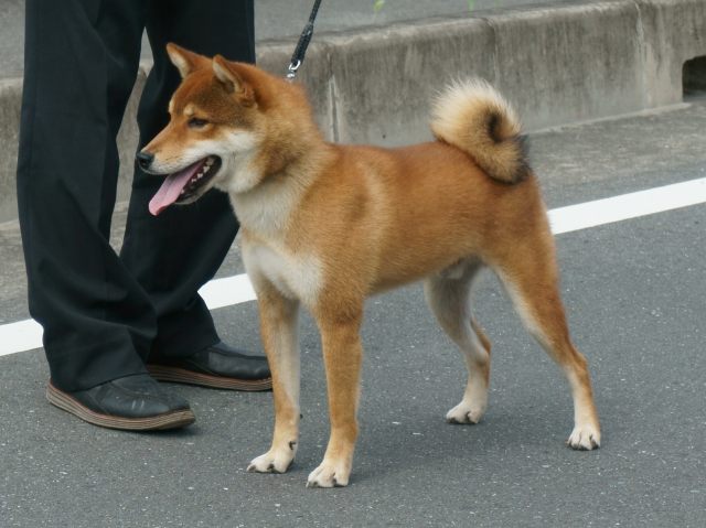 DSC00942-shiba-puppy DSC00942-shiba-puppy