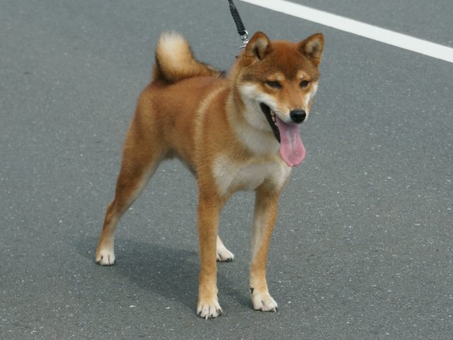DSC00953-shiba-puppy DSC00953-shiba-puppy